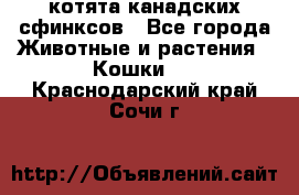 котята канадских сфинксов - Все города Животные и растения » Кошки   . Краснодарский край,Сочи г.